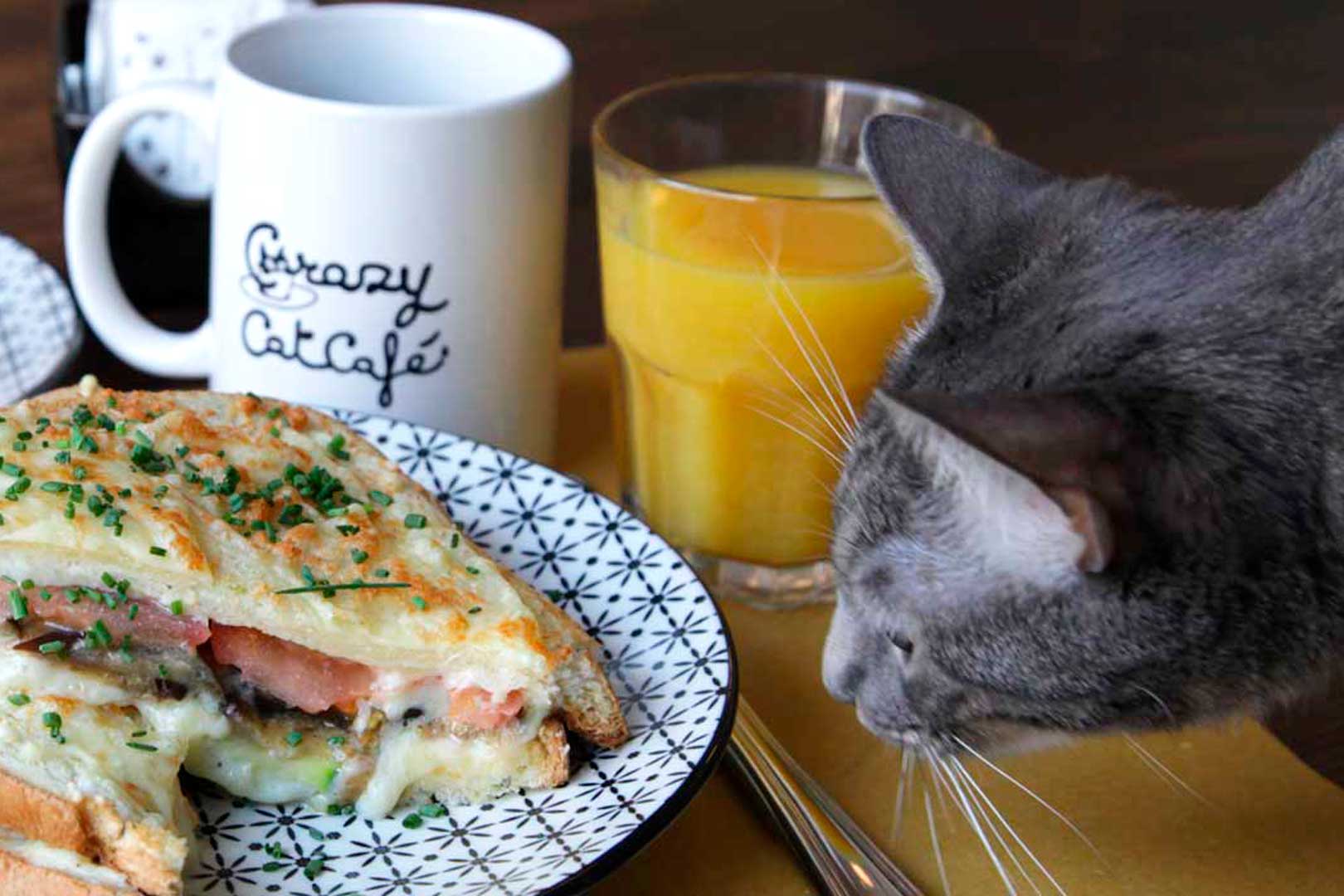 Crazy Cat Cafe Milano Menu Crazy Cat Cafe Milano Menu