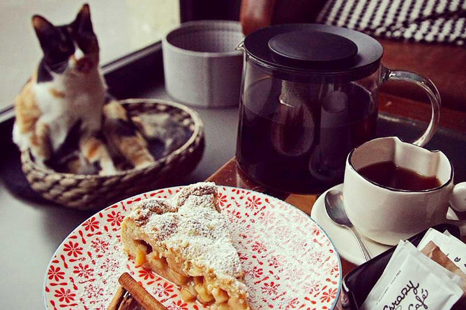  Crazy  Cat  Caf   Flawless Milano The Lifestyle Guide