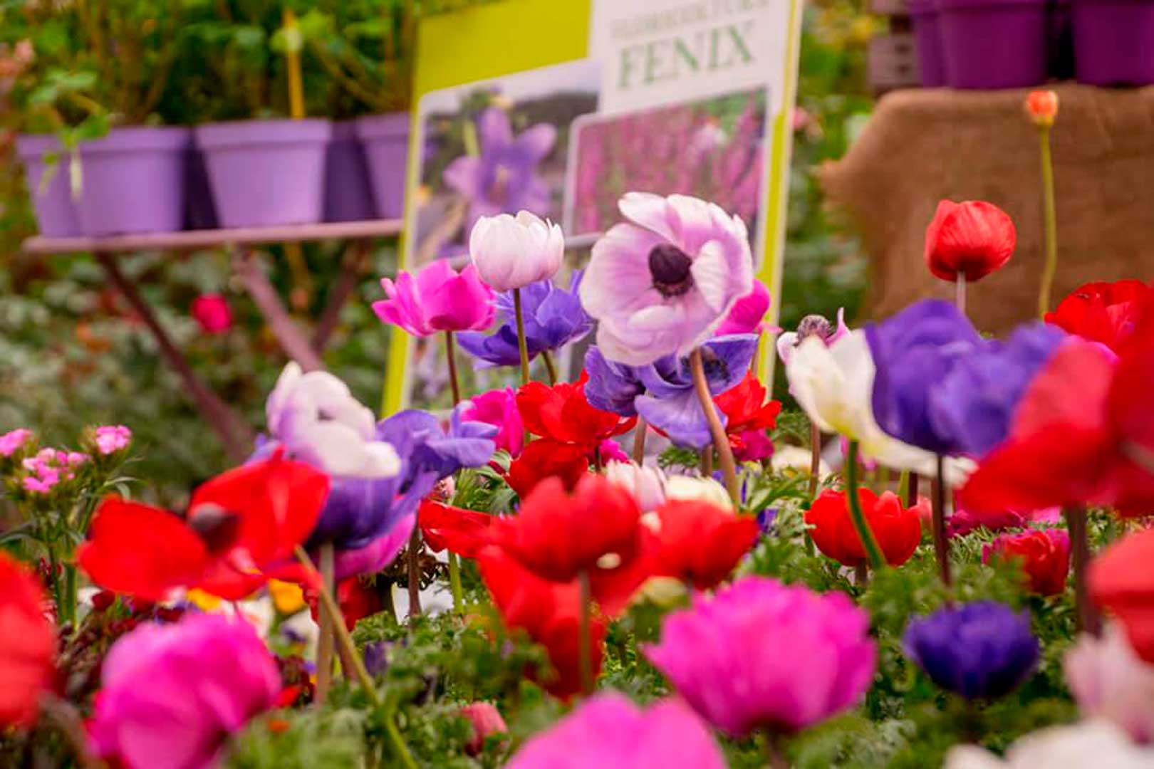 Floralia Flawless Milano The Lifestyle Guide