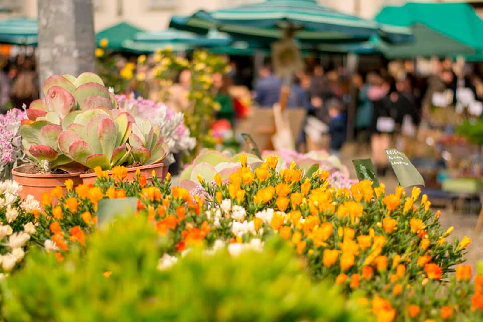 32+ Floralia Zierpflanzen, Floralia zierpflanzen is a flower shop in